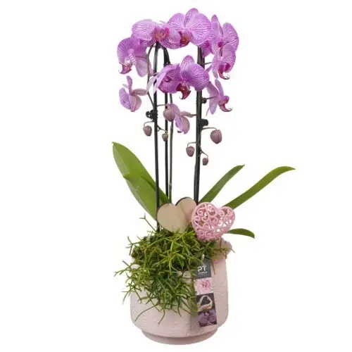 Phal.Arr PTVMB2237 T17 H057