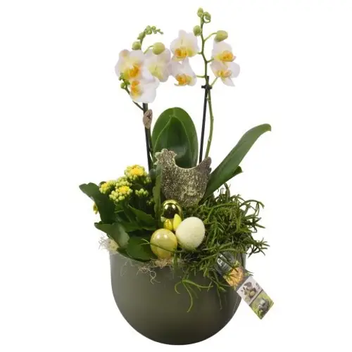 Phal.Arr PTPB6518 Ostern T19 H047