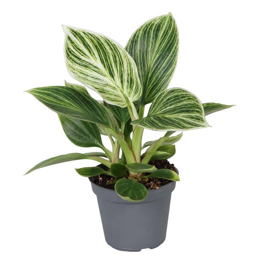 Philodendron White Measure T06 H015