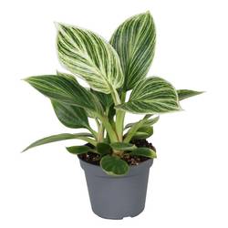 Philodendron White Measure T06 H015