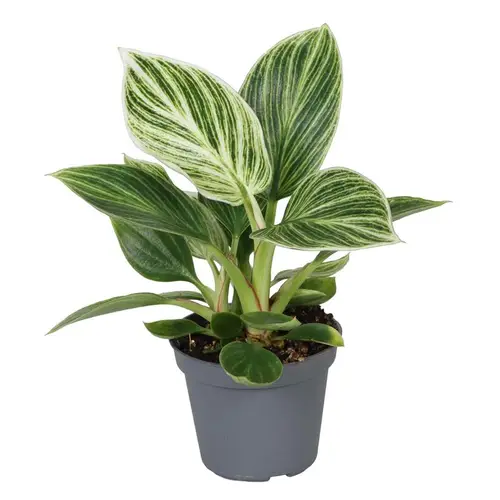 Philodendron White Measure T06 H015