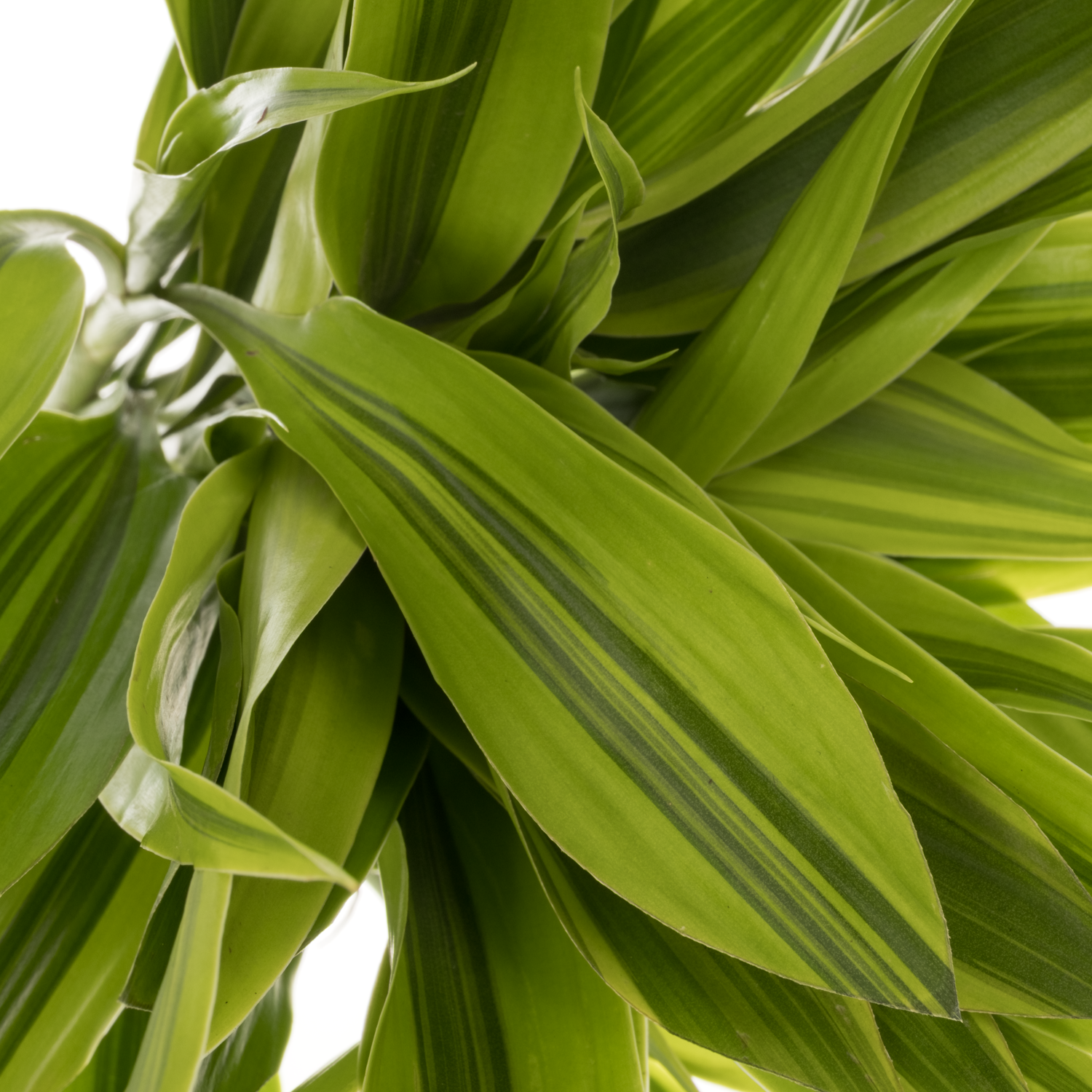 Cordyline grün Gold 50cm