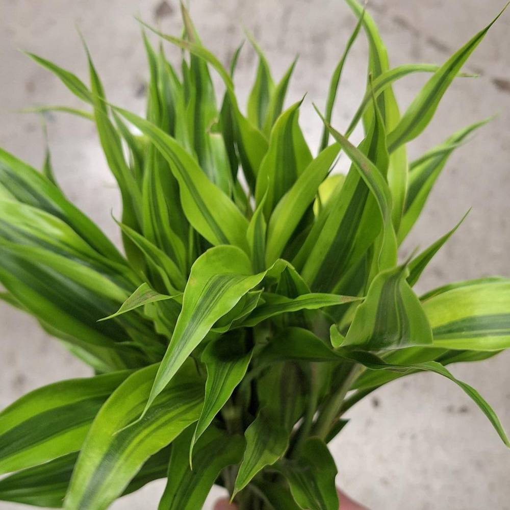 Cordyline grün Gold 50cm