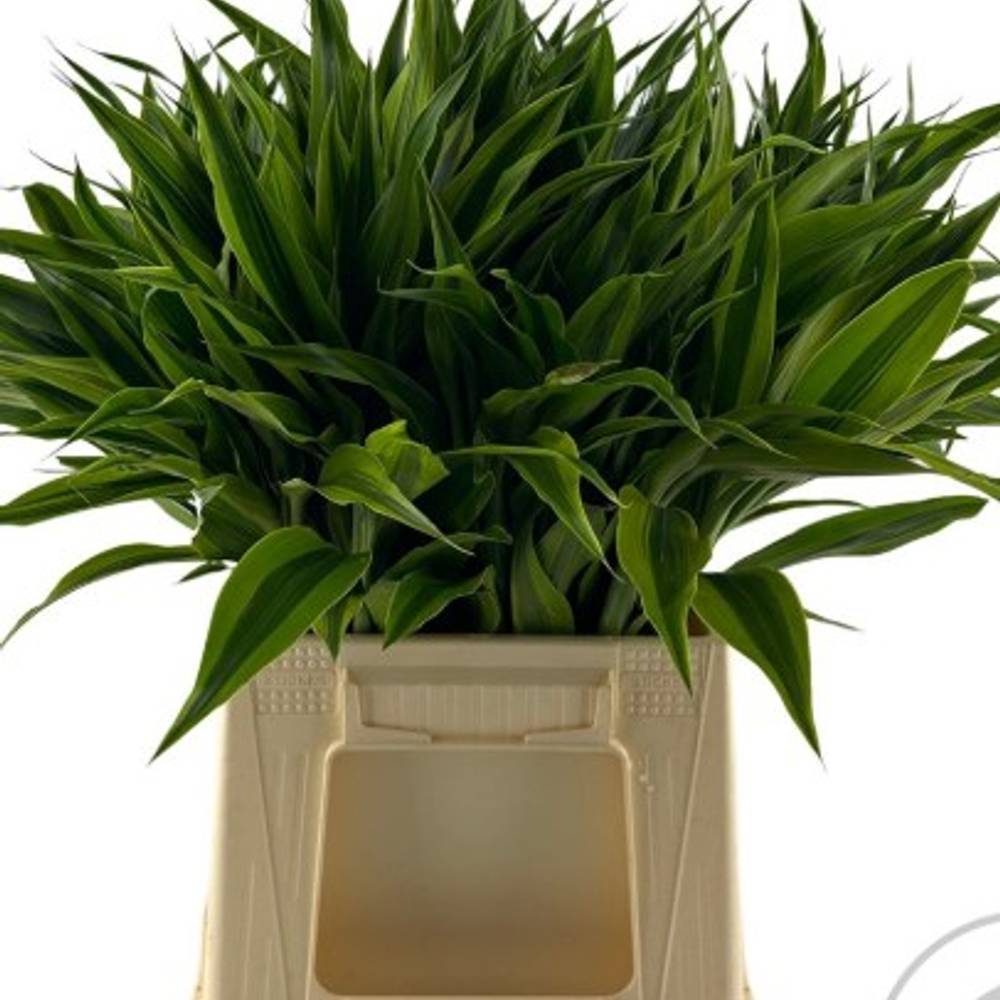 Cordyline grün Gold 50cm