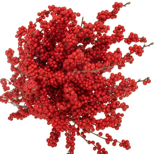 Ilex rot Magical Crimson 60cm