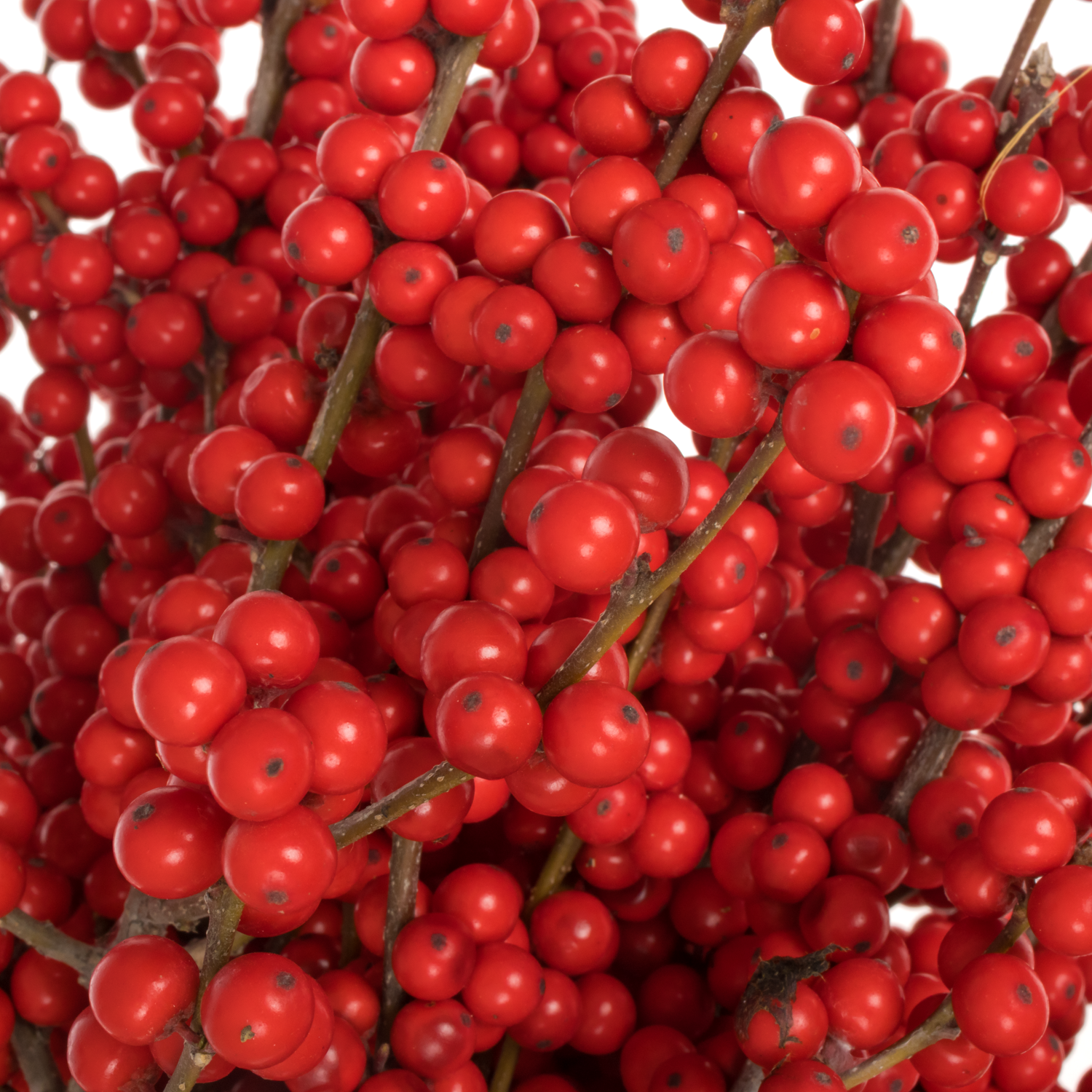 Ilex rot Magical Crimson 60cm