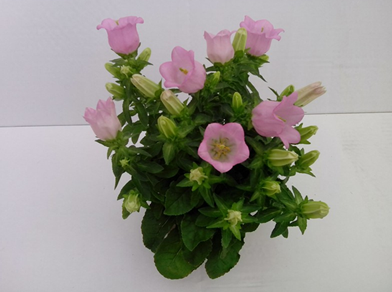 Campanula rosa T11 H018