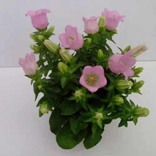 Campanula rosa T11 H018