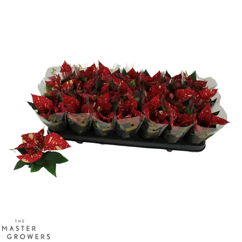 Poinsettia rot Superba T06 H012