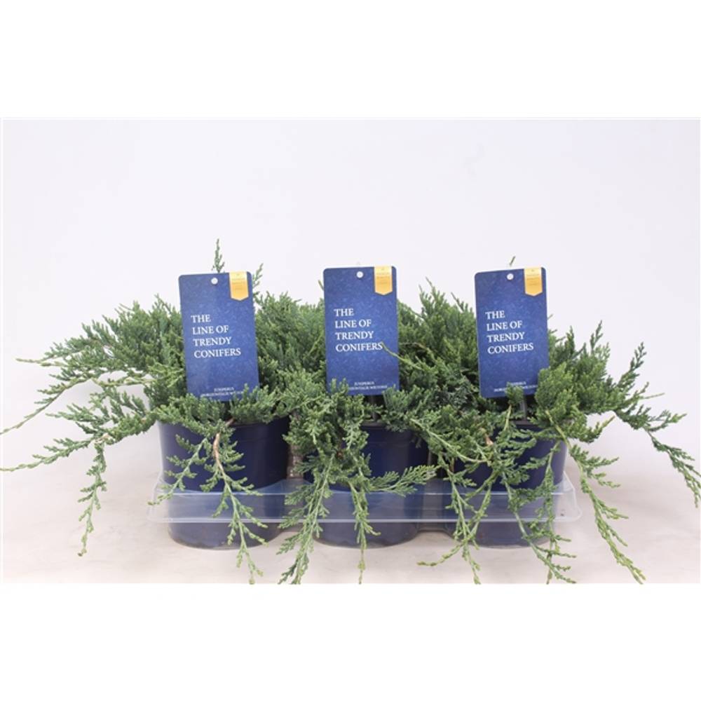 Juniperus Wiltonii T15 H020