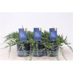 Juniperus Wiltonii T15 H020