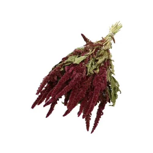 Trocken Amaranthus burgundy L50cm