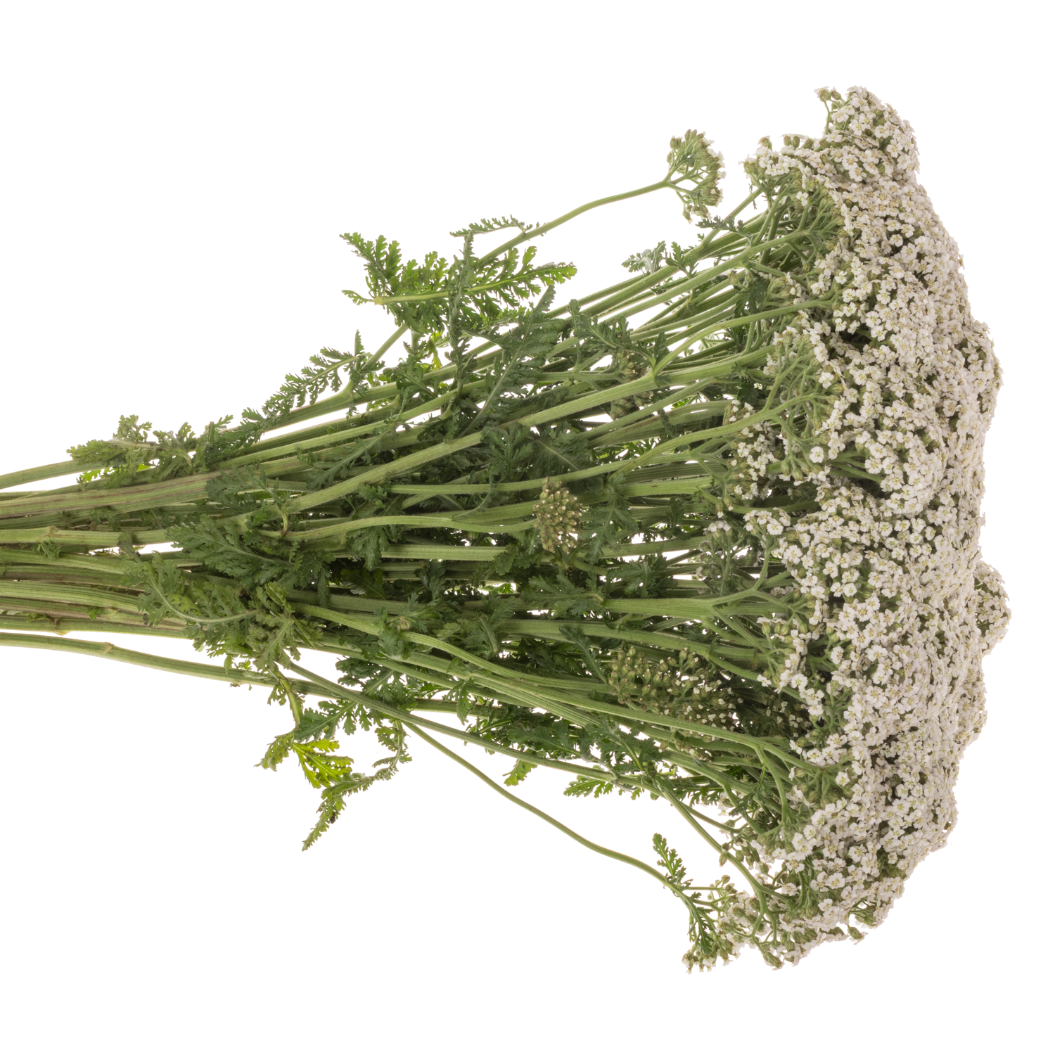 Achillea weiss Neonglow Moon 60cm