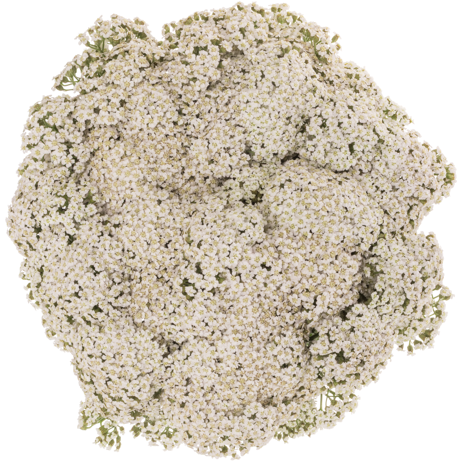 Achillea weiss Neonglow Moon 60cm