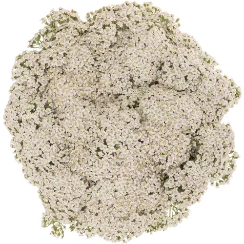 Achillea weiss Neonglow Moon 60cm