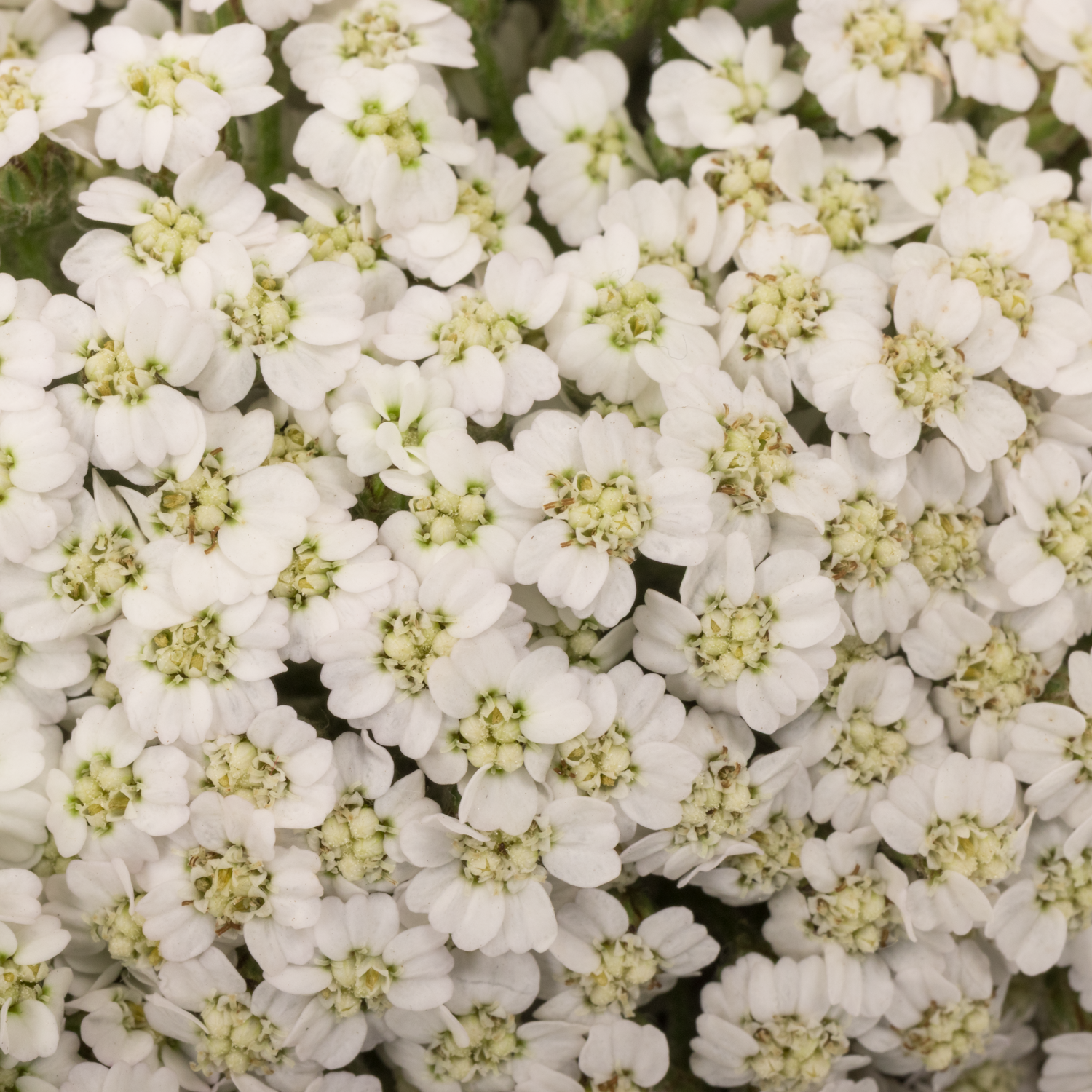 Achillea weiss Neonglow Moon 60cm