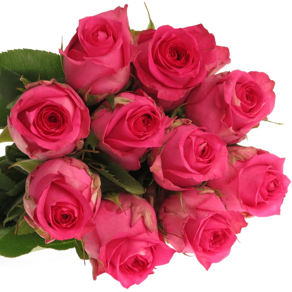 Rose rosa Pink Sudoku 60cm