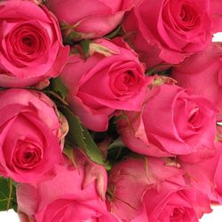 Rose rosa Pink Sudoku 60cm