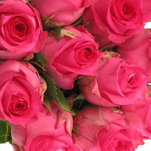 Rose rosa Pink Sudoku 60cm