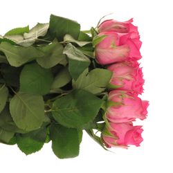 Rose rosa Pink Sudoku 60cm