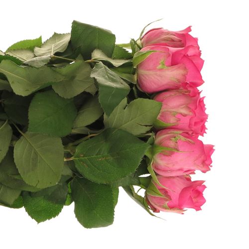 Rose rosa Pink Sudoku 60cm