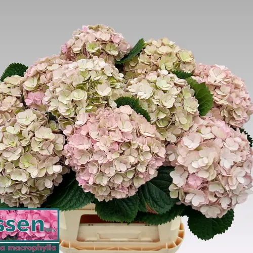 Hortensie rosa/grün Adora Bol 17cm 80cm