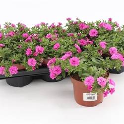 Calibrachoa rosa T13 H15