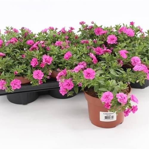 Calibrachoa rosa T13 H15