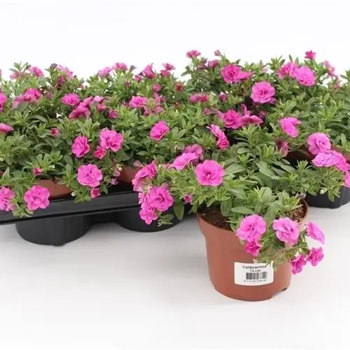 Calibrachoa rosa T13 H15