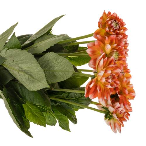 Dahlia weiss  / orange Hapet harmony 60cm