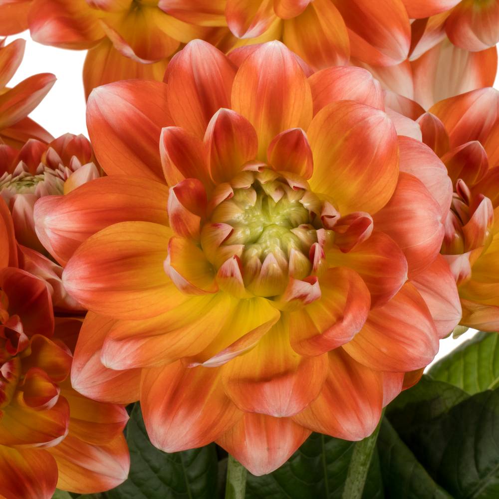 Dahlia weiss  / orange Hapet harmony 60cm