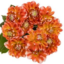 Dahlia weiss  / orange Hapet harmony 60cm