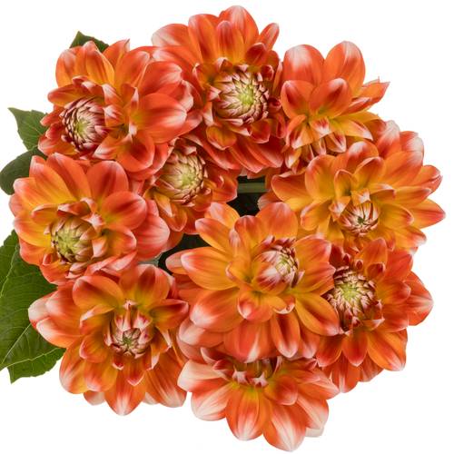 Dahlia weiss  / orange Hapet harmony 60cm