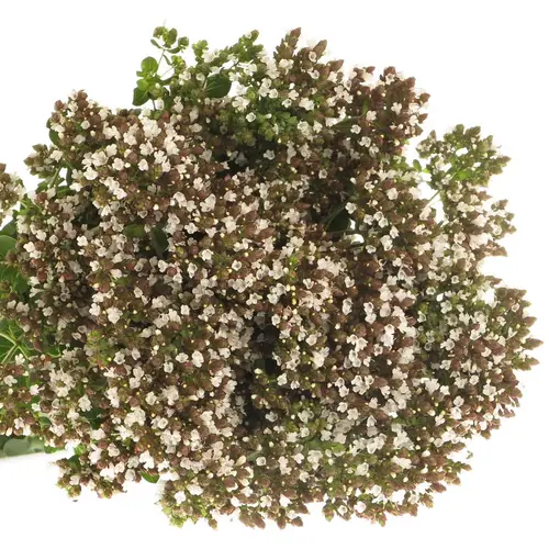 Origanum weiss 60cm