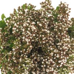 Origanum weiss 60cm