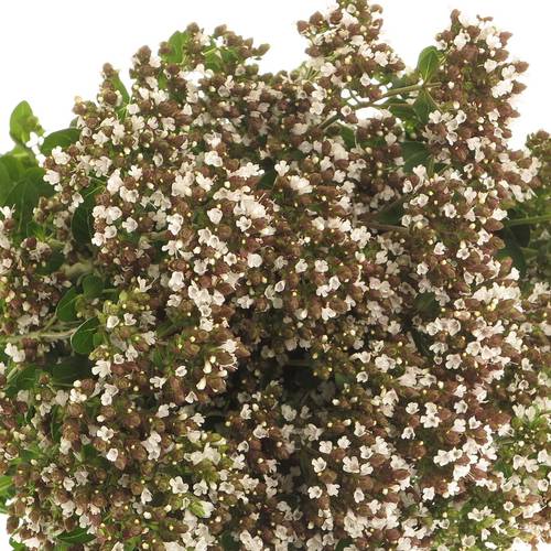 Origanum weiss 60cm