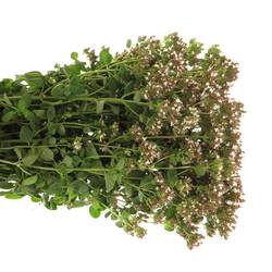 Origanum weiss 60cm