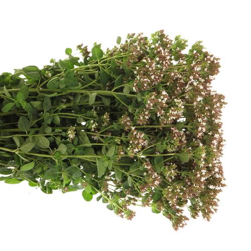 Origanum weiss 60cm