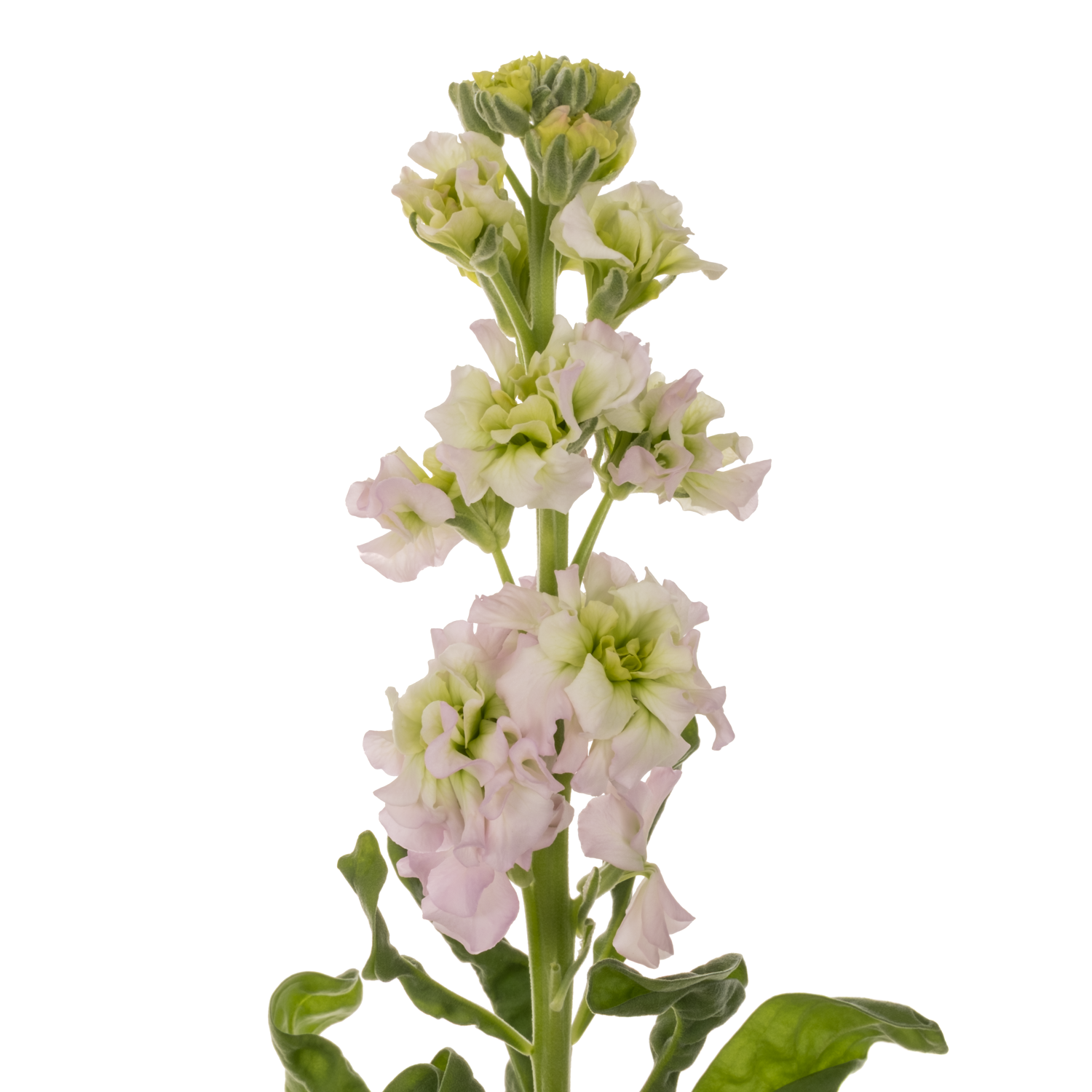 Levkoje weiss-rosa Pink May 65cm