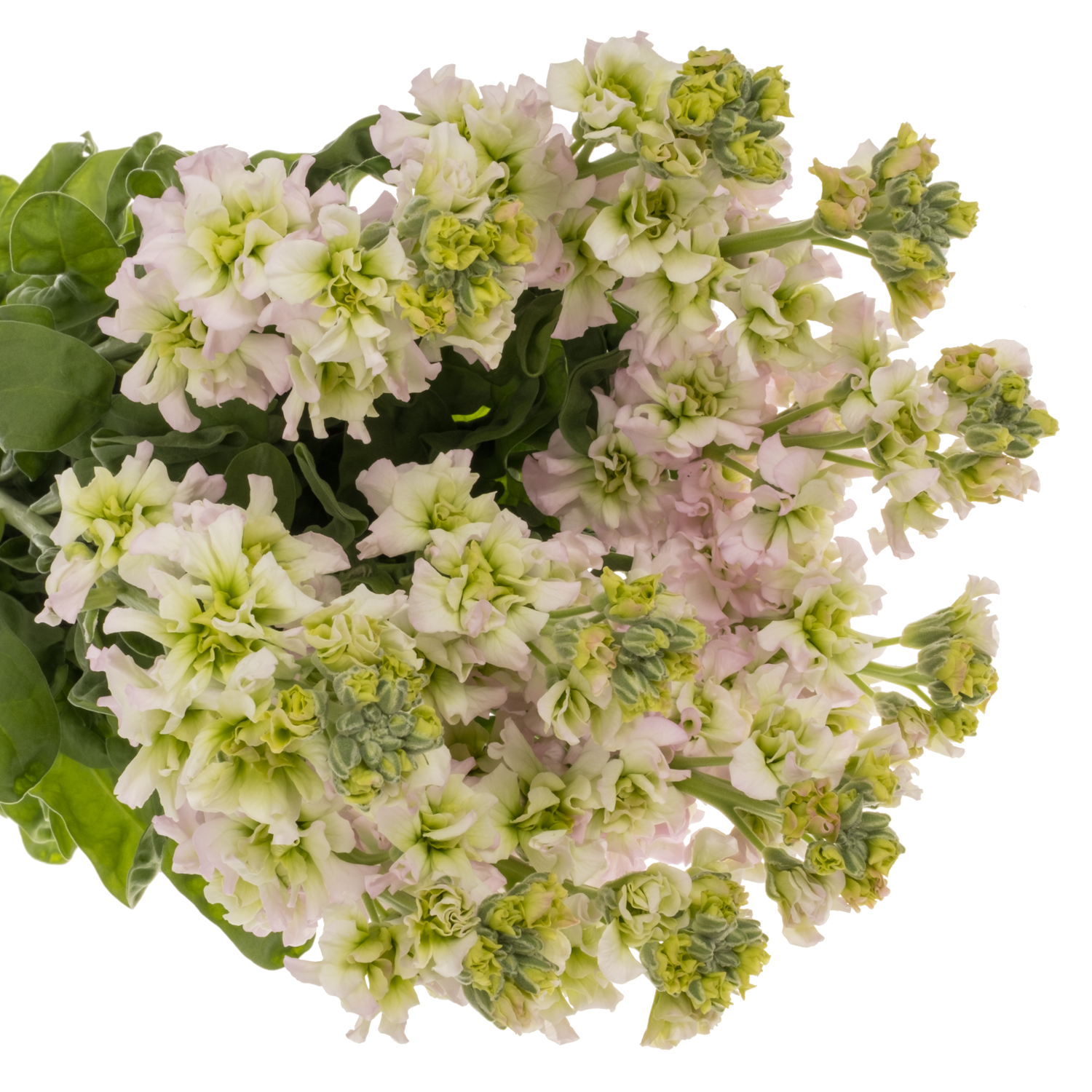 Levkoje weiss-rosa Pink May 65cm