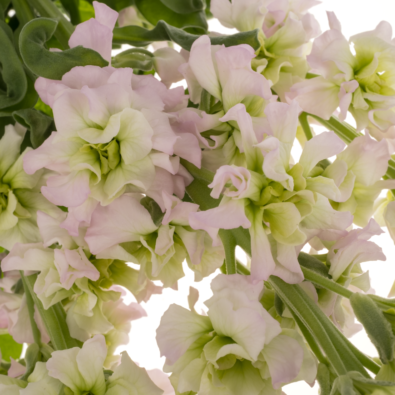Levkoje weiss-rosa Pink May 65cm
