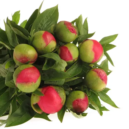 Pfingstrose rosa/rot Flam 55cm