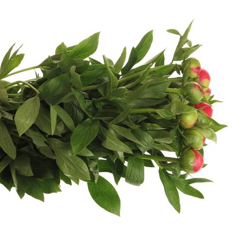 Pfingstrose rosa/rot Flam 55cm