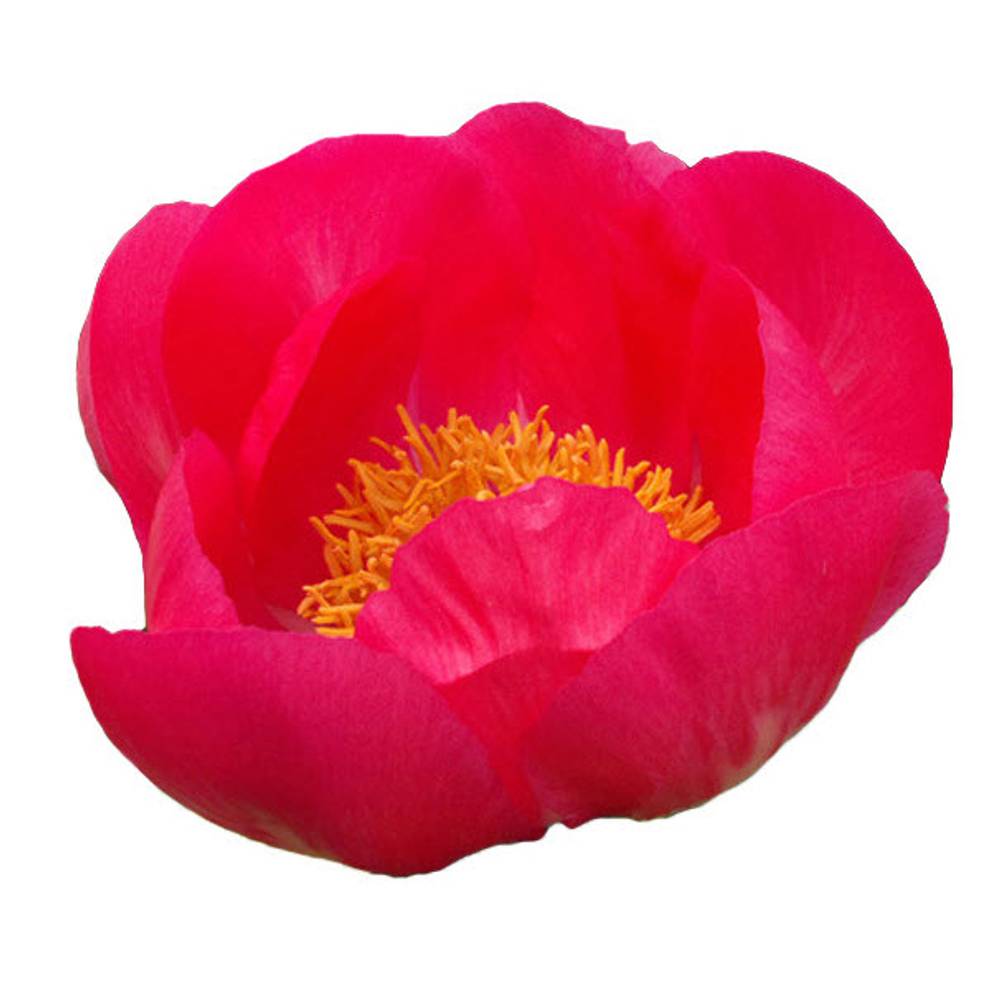 Pfingstrose rosa/rot Flam 55cm
