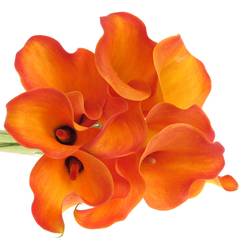 Calla orange Callista 55cm