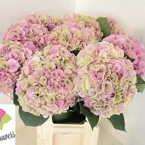 Hortensie hellrosa/grün M Beauty He Bol 18cm 60cm