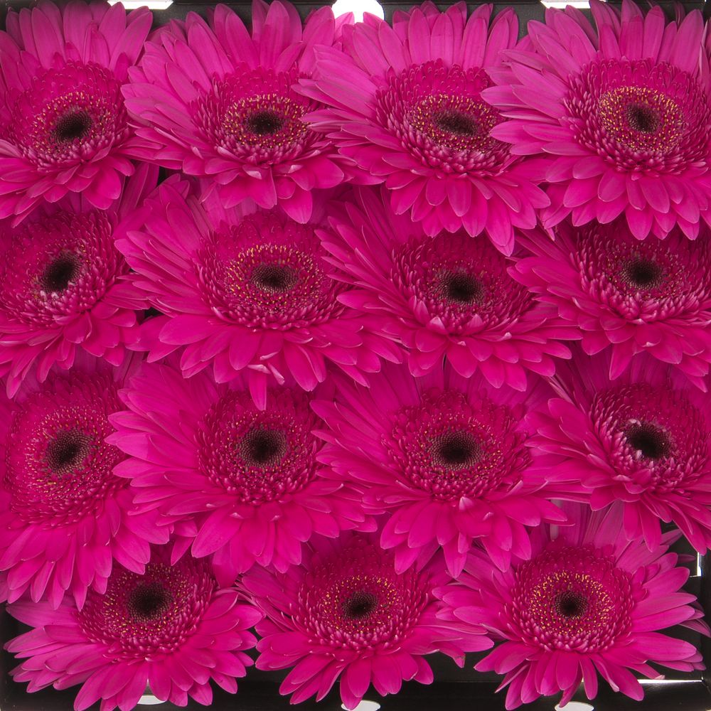 Gerbera fuchsia Bon Dia