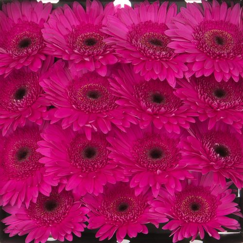 Gerbera fuchsia Bon Dia