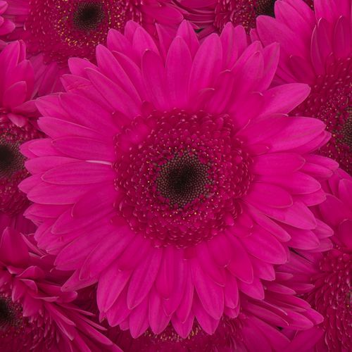 Gerbera fuchsia Bon Dia