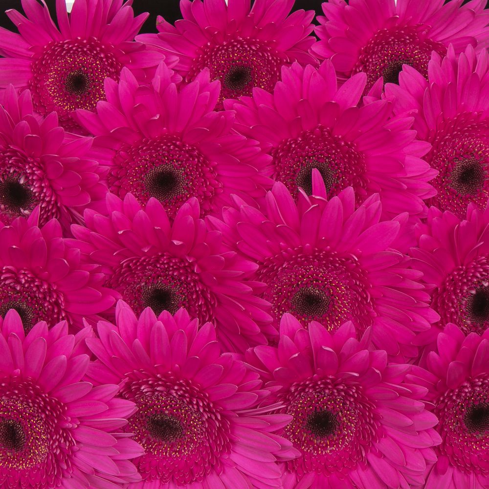 Gerbera fuchsia Bon Dia
